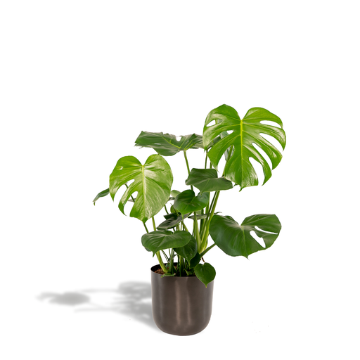 "Monstera Deliciosa + Pot Mayk Lead - ↨80cm - Ø21cm image"