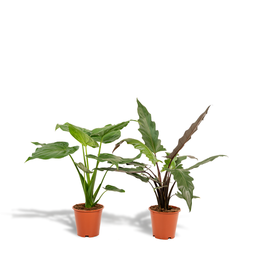 "Alocasia Cucullata - Ø19cm - ↕60cm + Alocasia Lauterbachiana - Ø19cm - ↕75cm  image"