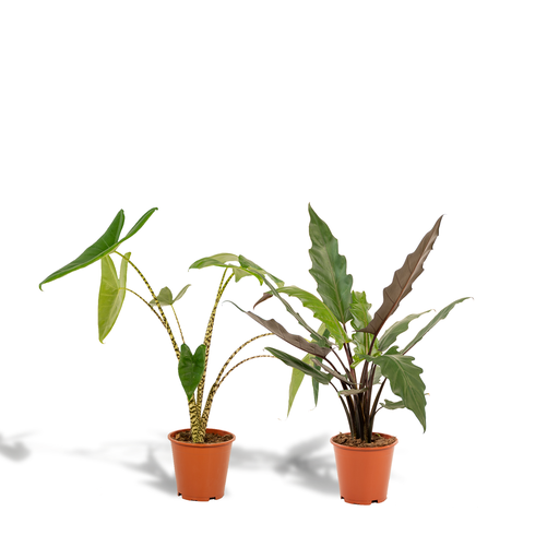 "Alocasia Zebrina - Topf-Ø 19 cm - Höhe ca. 75 cm + Alocasia Lauterbachiana - Topf-Ø 19 cm - Höhe ca. 75 cm image"