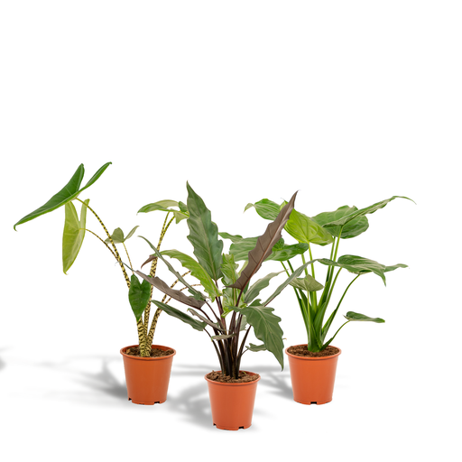 "Alocasia Zebrina - Ø19cm - ↕75cm + Alocasia Cucullata - Ø19cm - ↕60cm + Alocasia Lauterbachiana - Ø19cm - ↕75cm image"