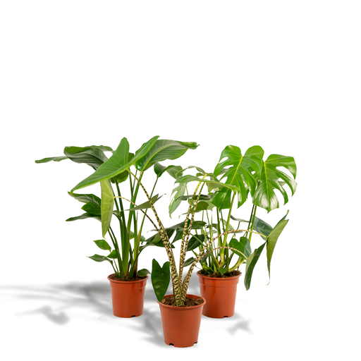 "Monstera Deliciosa - Ø21cm - ↕75cm + Alocasia Zebrina - Ø19cm - ↕75cm + Strelitzia Nicolai - Ø19cm - ↕85cm image"