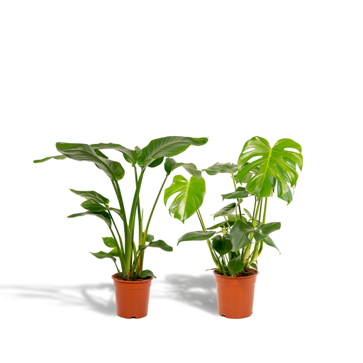 "Strelitzia Nicolai - Ø19cm - ↕85cm + Monstera Deliciosa - Ø21cm - ↕75cm image"