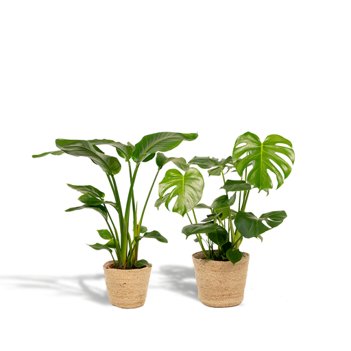 "Strelitzia Nicolai - Ø19cm - ↕85cm + Monstera Deliciosa - Ø21cm - ↕75cm + Korb Selin image"