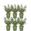 Plants by Frank - 1 Meter Stechpalmen Hecke - Ilex crenata 'Jenny'® - Pflanzenset mit 6 winterharten Heckenpflanzen - Immergrüne Hecke - Direkt von der Gärtnerei geliefert