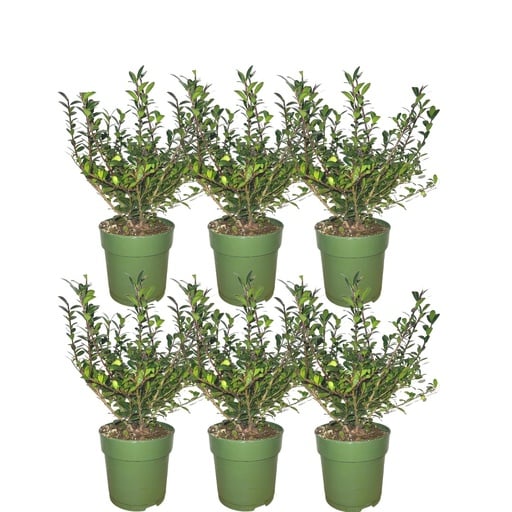 "Japanische Stechpalme 'Jenny' (Ilex crenata) – winterhartes immergrünes Gehölz image"