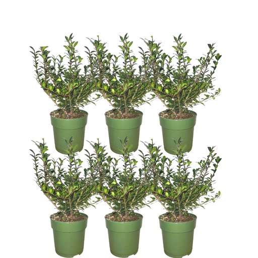 "Japanische Stechpalme 'Jenny' (Ilex crenata) – winterhartes immergrünes Gehölz image"