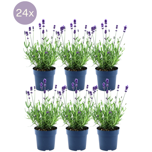 "Plants by Frank - Lavandula angustifolia Felice® - 12 cm Topf - Set mit 24 echten Lavendelpflanzen image"
