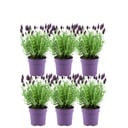 Plants by Frank - Lavandula stoechas Anouk® - 12 cm Topf - Set mit 6 französischen Lavendelpflanzen