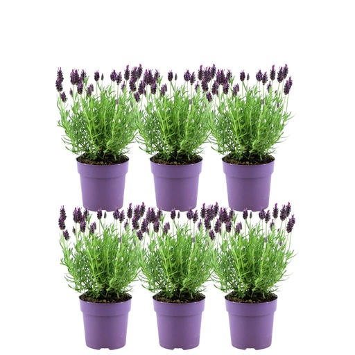 "Plants by Frank - Lavandula stoechas Anouk® - 12 cm Topf - Set mit 6 französischen Lavendelpflanzen image"