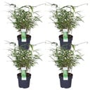 4x - Fargesia rufa - ↨40cm - Ø14