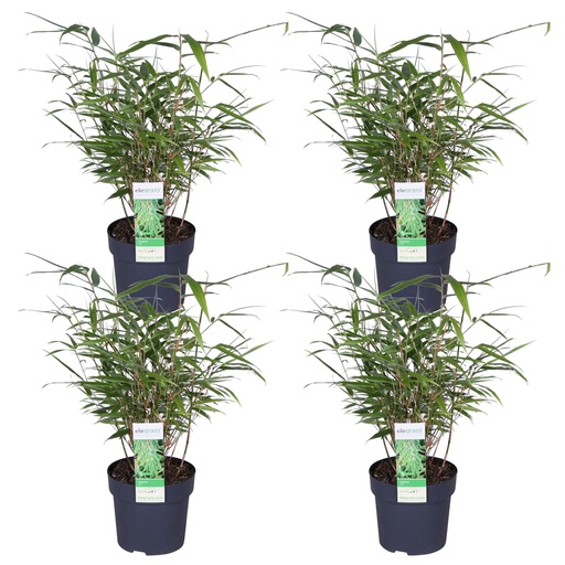 "4x - Fargesia rufa - ↨40cm - Ø14 image"