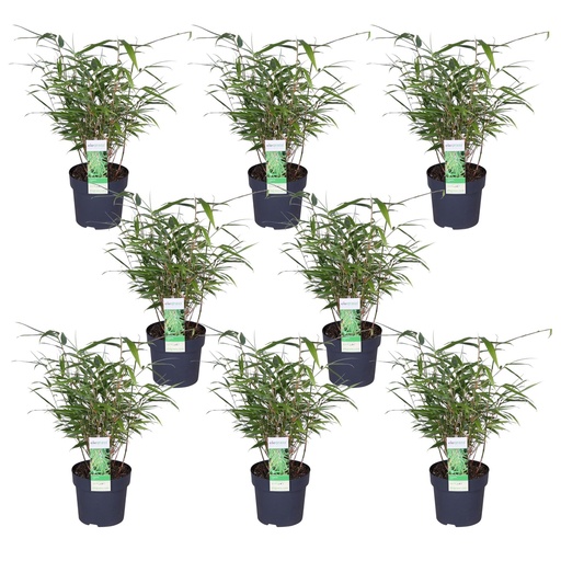 "Schirmbambus (Fargesia rufa) – winterhartes Ziergras, Höhe ca. 40 cm image"