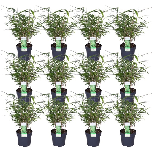 "12x - Fargesia rufa - ↨40cm - Ø14 image"