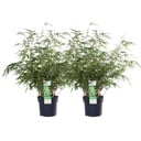 2x - Fargesia rufa - ↨60cm - Ø19