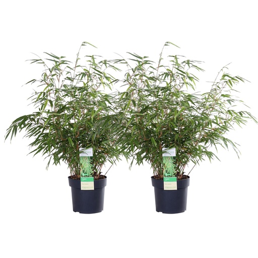 "2x - Fargesia rufa - ↨60cm - Ø19 image"
