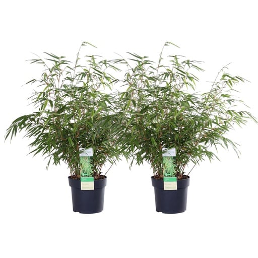 "2x - Fargesia rufa - ↨60cm - Ø19 image"