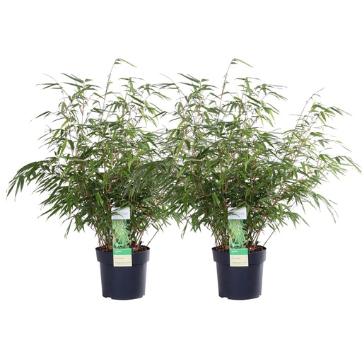 "Roter Bambus 2er-Set (Fargesia rufa) – winterharter Gartenbambus, Topf-Ø 19 cm, Höhe ca. 60 cm image"