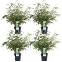 4x - Fargesia rufa - ↨60cm - Ø19