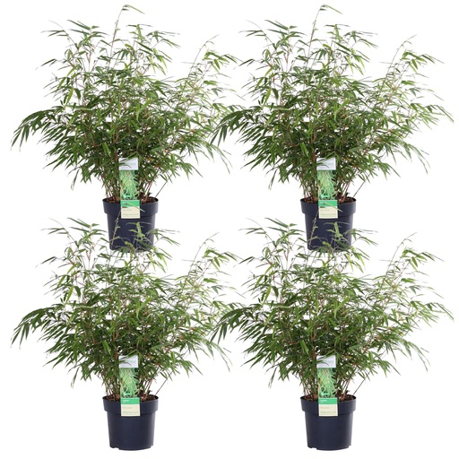 "4x - Fargesia rufa - ↨60cm - Ø19 image"