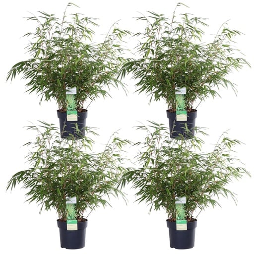 "Roter Bambus 4er-Set (Fargesia rufa) – winterharter Gartenbambus, Topf-Ø 19 cm, Höhe ca. 60 cm image"