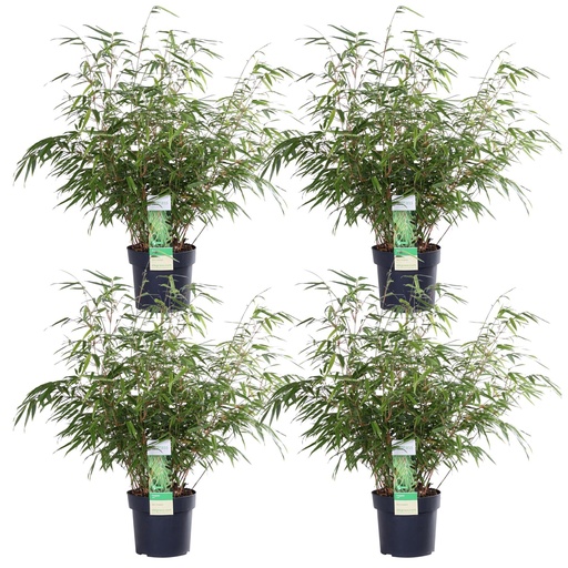 "Roter Bambus 4er-Set (Fargesia rufa) – winterharter Gartenbambus, Topf-Ø 19 cm, Höhe ca. 60 cm image"