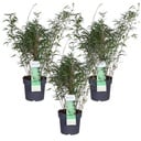3x - Fargesia rufa - ↨80cm - Ø23