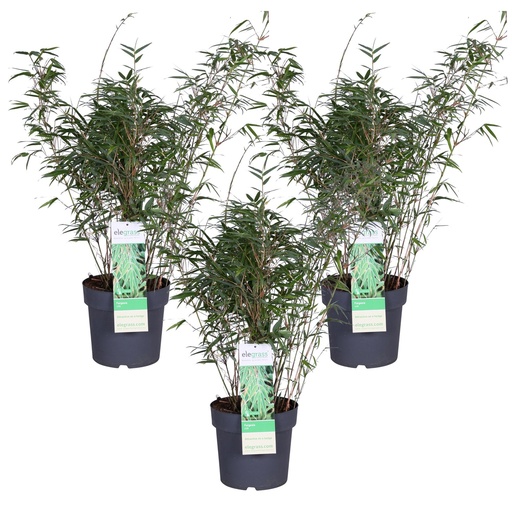 "Schirmbambus (Fargesia rufa) – winterhartes Ziergras, Höhe ca. 80 cm image"