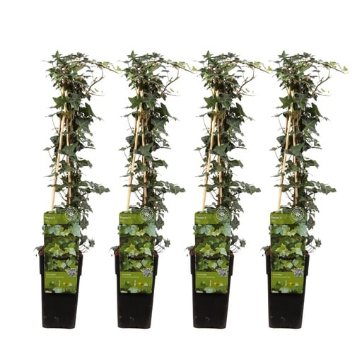 "4x - Hedera helix - ↨65cm - Ø15 image"