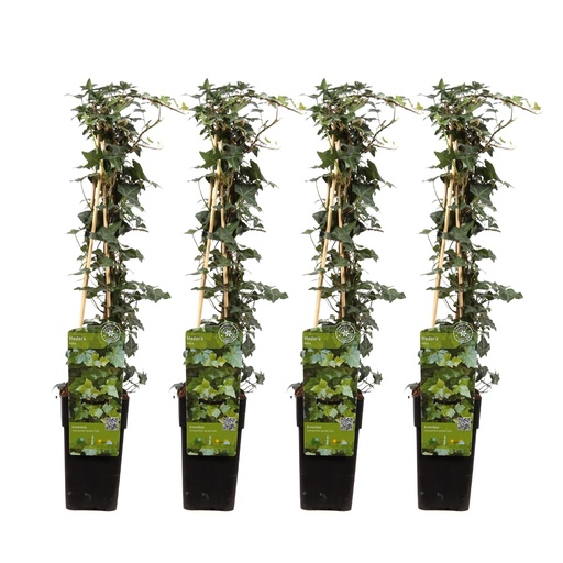 "Efeu 4er-Set (Hedera helix) – winterharte Kletterpflanze, Höhe ca. 65 cm image"
