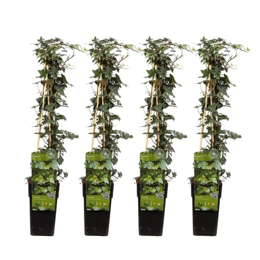 "Efeu 4er-Set (Hedera helix) – winterharte Kletterpflanze, Höhe ca. 65 cm image"