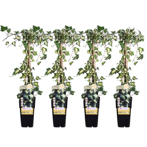 "4x - Hedera helix 'Goldheart' - ↨65cm - Ø15 image"
