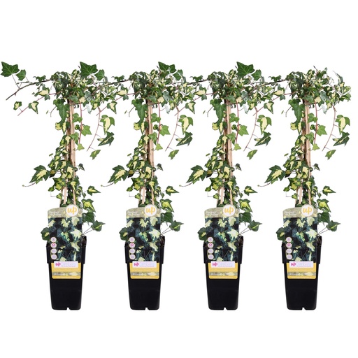 "Efeu 'Gold Heart' 4er-Set (Hedera helix) – winterharte Kletterpflanze, Höhe ca. 65 cm image"