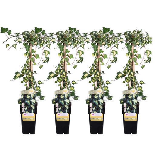 "Efeu 'Goldheart' 4er-Set (Hedera helix) – winterharte Kletterpflanze, Topf-Ø 15 cm, Höhe ca. 65 cm image"