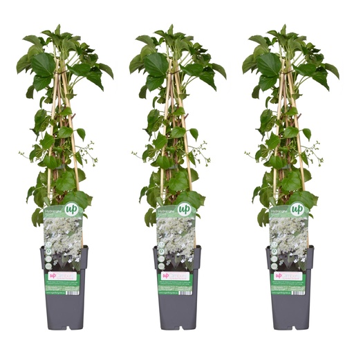 "3x - Hydrangea petiolaris - ↨65cm - Ø15 image"