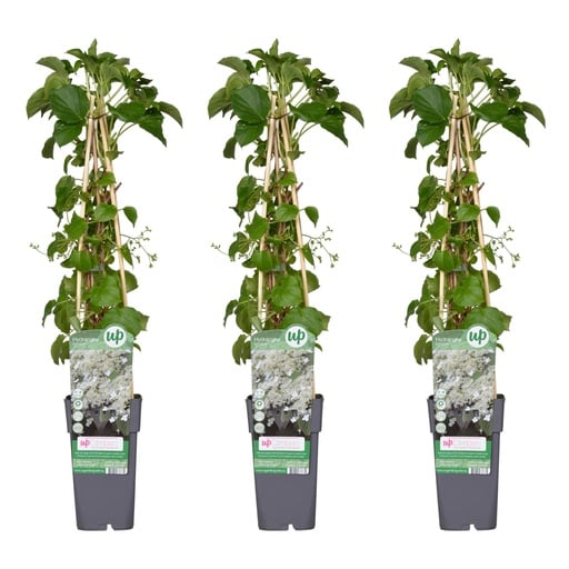 "Kletterhortensie 3er-Set (Hydrangea petiolaris) – winterharte Kletterpflanze, Höhe ca. 65 cm image"