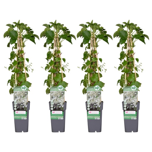 "4x - Hydrangea petiolaris - ↨65cm - Ø15 image"