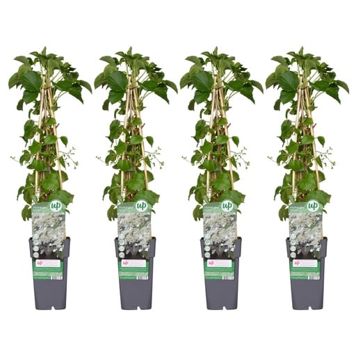 "Kletterhortensie 4er-Set (Hydrangea petiolaris) – winterharte Kletterpflanze, Höhe ca. 65 cm image"