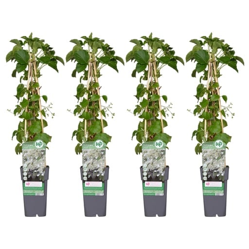 "Kletterhortensie 4er-Set (Hydrangea petiolaris) – winterharte Kletterpflanze, Höhe ca. 65 cm image"