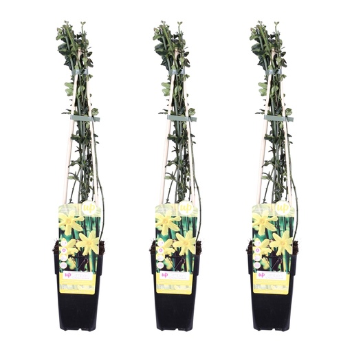 "3x - Jasminum nudiflorum - ↨65cm - Ø15 image"