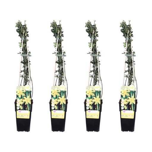 "4x - Jasminum nudiflorum - ↨65cm - Ø15 image"
