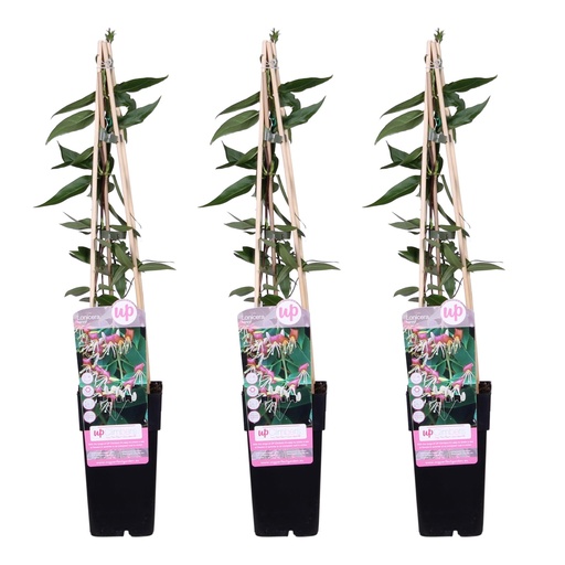 "3x - Lonicera henryi - ↨65cm - Ø15 image"