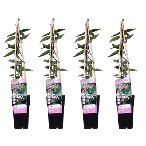 "Immergrünes Geißblatt 4er-Set (Lonicera henryi) – winterharte Kletterpflanze, Höhe ca. 65 cm image"