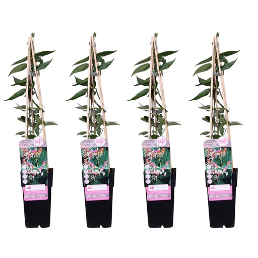 "Immergrünes Geißblatt 4er-Set (Lonicera henryi) – winterharte Kletterpflanze, Höhe ca. 65 cm image"