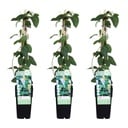 3x - Lonicera japonica 'Halliana' - ↨65cm - Ø15