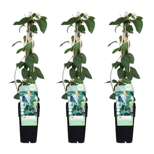 "3x - Lonicera japonica 'Halliana' - ↨65cm - Ø15 image"