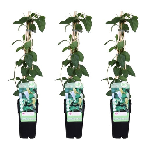 "Japanisches Geißblatt 'Halliana' 3er-Set (Lonicera japonica) – winterharte Kletterpflanze, Höhe ca. 65 cm image"