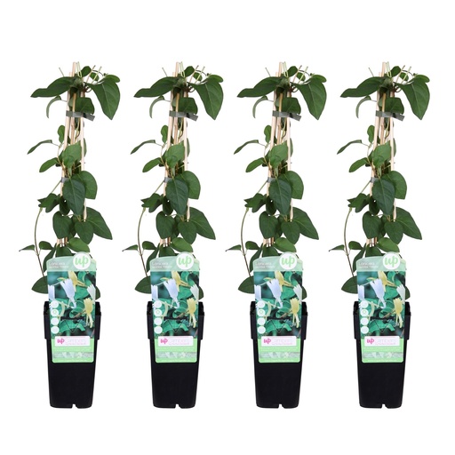 "4x - Lonicera japonica 'Halliana' - ↨65cm - Ø15 image"
