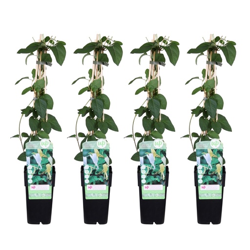 "Japanisches Geißblatt 'Halliana' 4er-Set (Lonicera japonica) – winterharte Kletterpflanze, Höhe ca. 65 cm image"