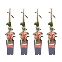 4x - Lonicera periclymenum 'Belgica' - ↨65cm - Ø15