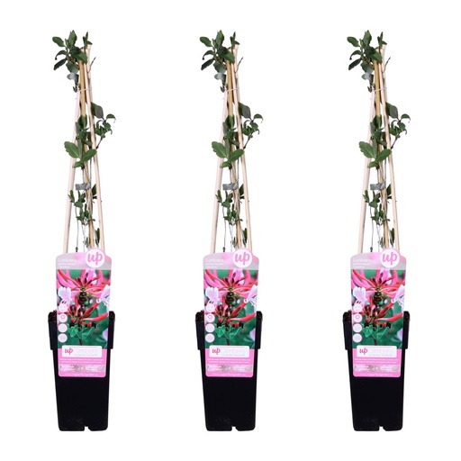 "3x - Lonicera periclymenum 'Serotina' - ↨65cm - Ø15 image"
